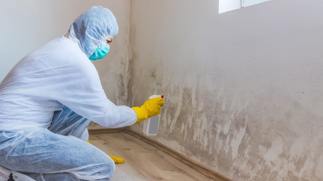 Mold Inspection